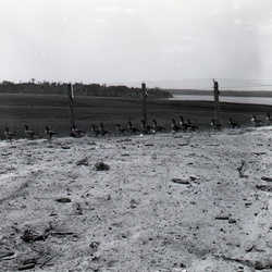 528-Sumter National Forest Clark Hill Water Fowl Area April 14 1959