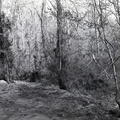 528-Sumter National Forest Clark Hill Water Fowl Area. April 14, 1959
