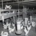 529-W. M. Wright poultry farm, for Augusta Chronicle. April 14, 1959