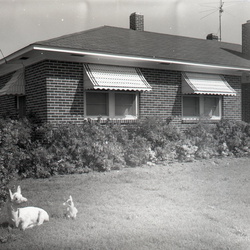 530-Mrs W M McKinney's azaleas April 14, 1959