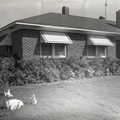 530-Mrs. W. M. McKinney's azaleas. April 14, 1959
