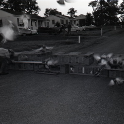 544-Pigeons leave Oak Mill motel May 2 1959