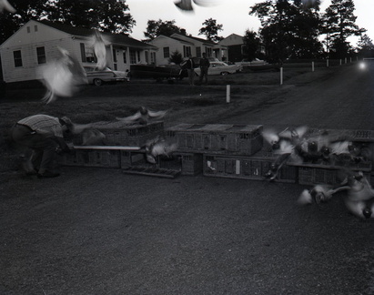 544-Pigeons leave Oak Mill motel. May 2, 1959