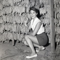 634- Amy Perras examines tobacco. July 31, 1959