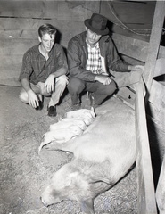 950- Ronald Ellison, Jack Gantt with FFA sow with pigs. November 3, 1960