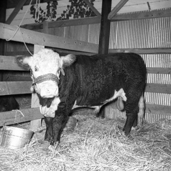 098-McCormick County Fair exhibits Oct 1-6 1956