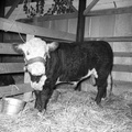 098-McCormick County Fair exhibits. Oct. 1-6, 1956