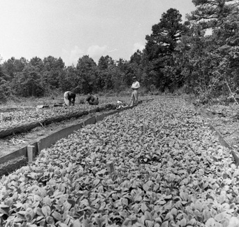 175-Tobacco planting May 10 1957