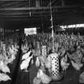 268-W M Wright chicken farm Nov 18 1957