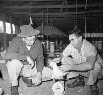 268-W M Wright chicken farm Nov 18 1957