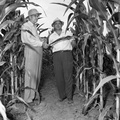 374-County agent G. W. Bonnette and Bill Bracjnell in corn field