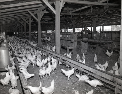1250- Melvin Strom poultry farm May 19 1962