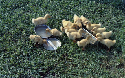 1465 Personal Kodacolor Ducks August 1963