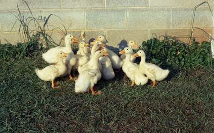 1465 Personal Kodacolor Ducks August 1963