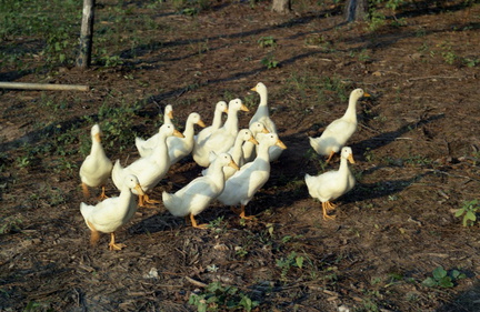 1481- Farm Kodacolor ducks geese pears September 1963