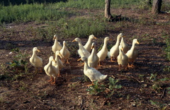 1481- Farm Kodacolor ducks geese pears September 1963
