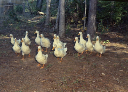 1493- Personal Kodacolor..individuals ducks October 13 1963