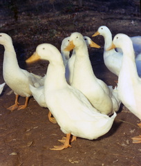 1519- Personal Kodacolor ducks Sarah home December 1 November 24 1963