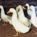 1519- Personal Kodacolor ducks Sarah home December 1 November 24 1963