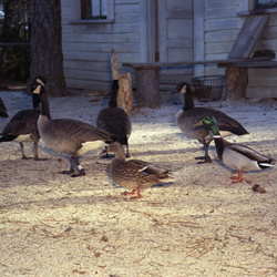 1595- Gaddy's Wild Goose Refuge Ansonville NC January 18 1964 Kodacolor