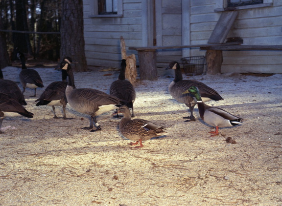 1595- Gaddy's Wild Goose Refuge, Ansonville, NC, January 18, 1964 Kodacolor