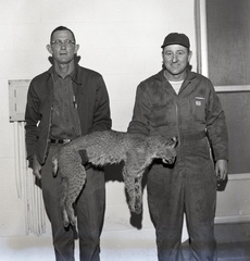 1893- Murray Prince bobcat March 10 1967