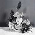 4043- Flowers from Hawaii, June 19, 1971