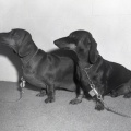 4103- Tommy White's dogs, September 27, 1971