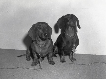 4103- Tommy White's dogs, September 27, 1971