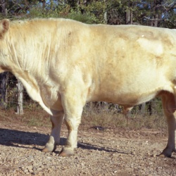 4141- King Richard shorthorn bull and cattle November 15 1971