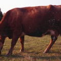 4141- King Richard shorthorn bull and cattle, November 15, 1971