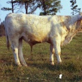 4141- King Richard shorthorn bull and cattle, November 15, 1971