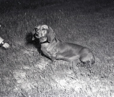 4285- White's dog, May 12, 1972