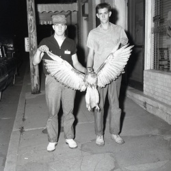 M126 Ned Talbert and Jake Tranham with hawk 24 September 1958