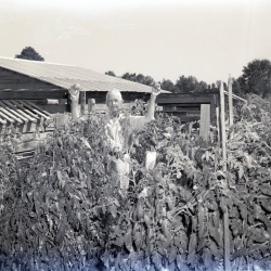 M129 Mr J W Kelly with tomatoes 28 September 1958