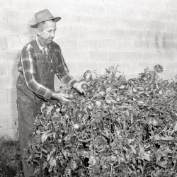 M155 Luther Bowick and his tomatoes 29 November 1958