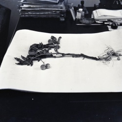 M225 Weird growth on potatoes Brought in by Sen L L Hester 8 June 1959