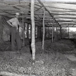 M429 Edgar Corley plant bed May 7, 1961