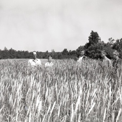 M435 Jack Gantt with wheat growers May 26, 1961