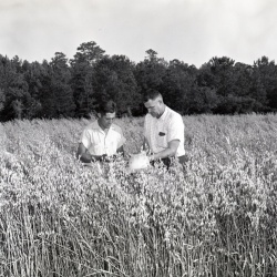 M436 De La Howe grain and strip crop June 3, 1961