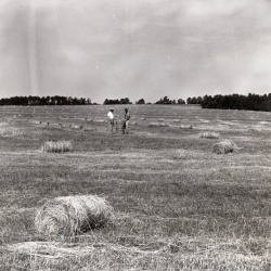 M443 De La Howe grain June 1961